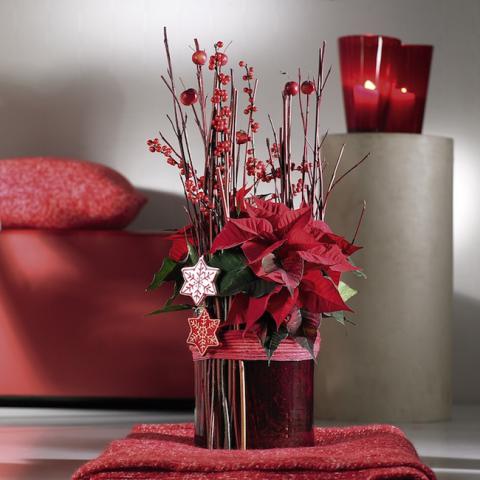 Bild "otto-blumen-geschenkideen_03.jpg"