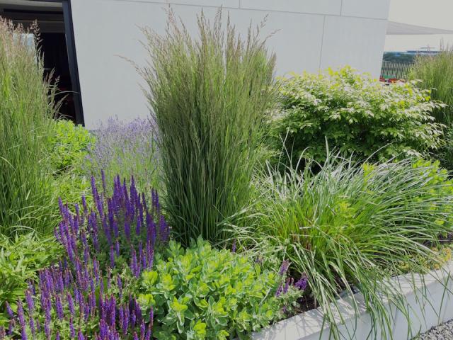 Bild "aussenbegruenung_1.jpg"