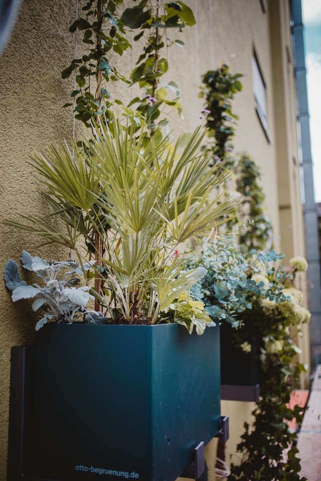 Bild "fassadenbegruenung_02.jpg"