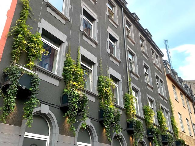 Bild "fassadenbegruenung_03.jpg"