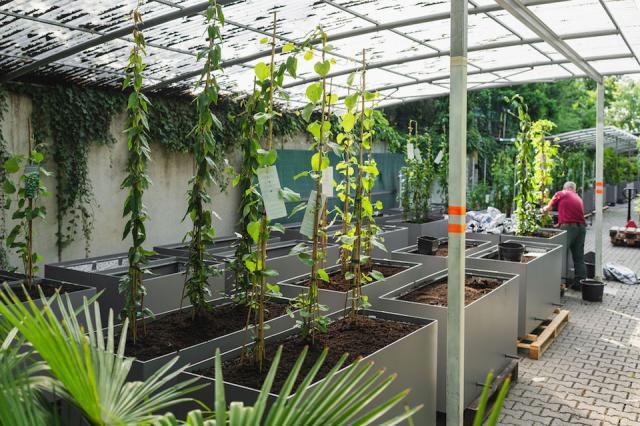 Bild "fassadenbegruenung_05.jpg"