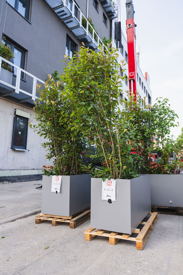 Bild "fassadenbegruenung_06.jpg"