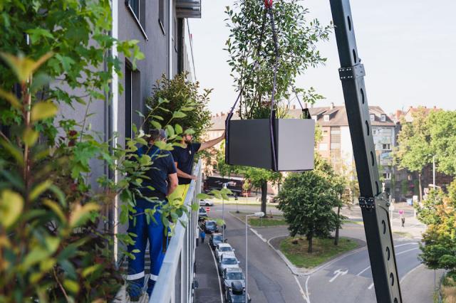 Bild "fassadenbegruenung_07.jpg"