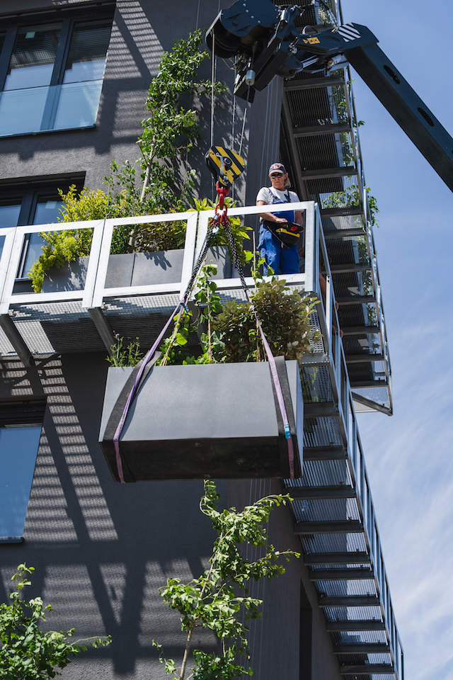 Bild "fassadenbegruenung_10.jpg"