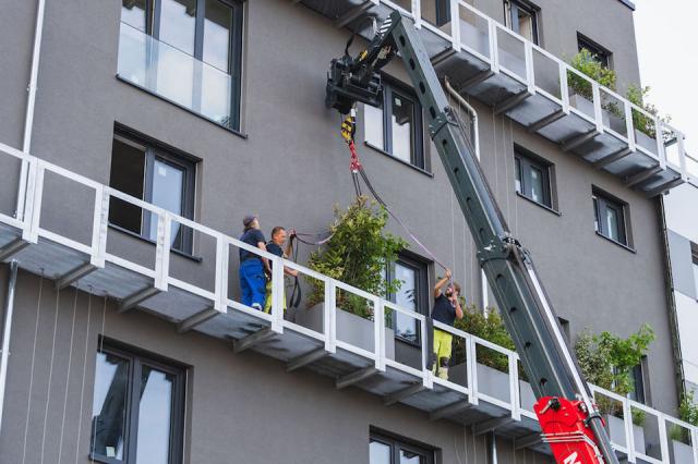 Bild "fassadenbegruenung_12.jpg"