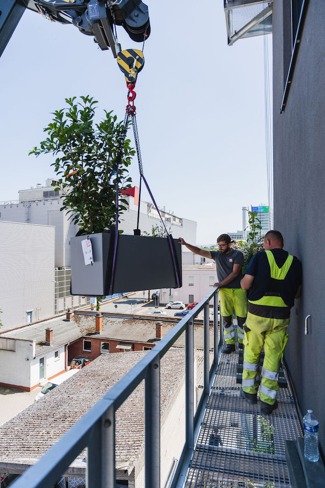 Bild "fassadenbegruenung_13.jpg"