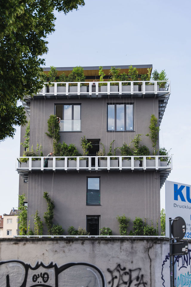 Bild "fassadenbegruenung_15.jpg"