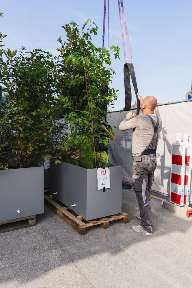 Bild "fassadenbegruenung_7.jpg"