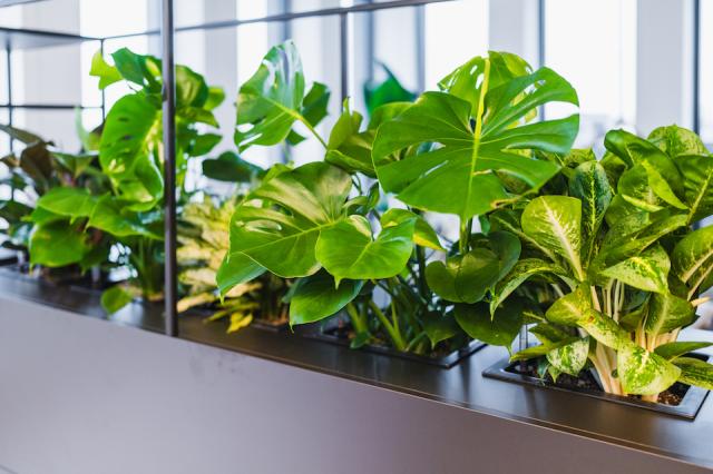 Bild "innenbegruenung_3.jpg"