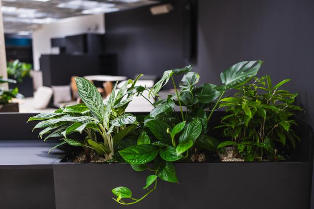 Bild "innenbegruenung_4.jpg"