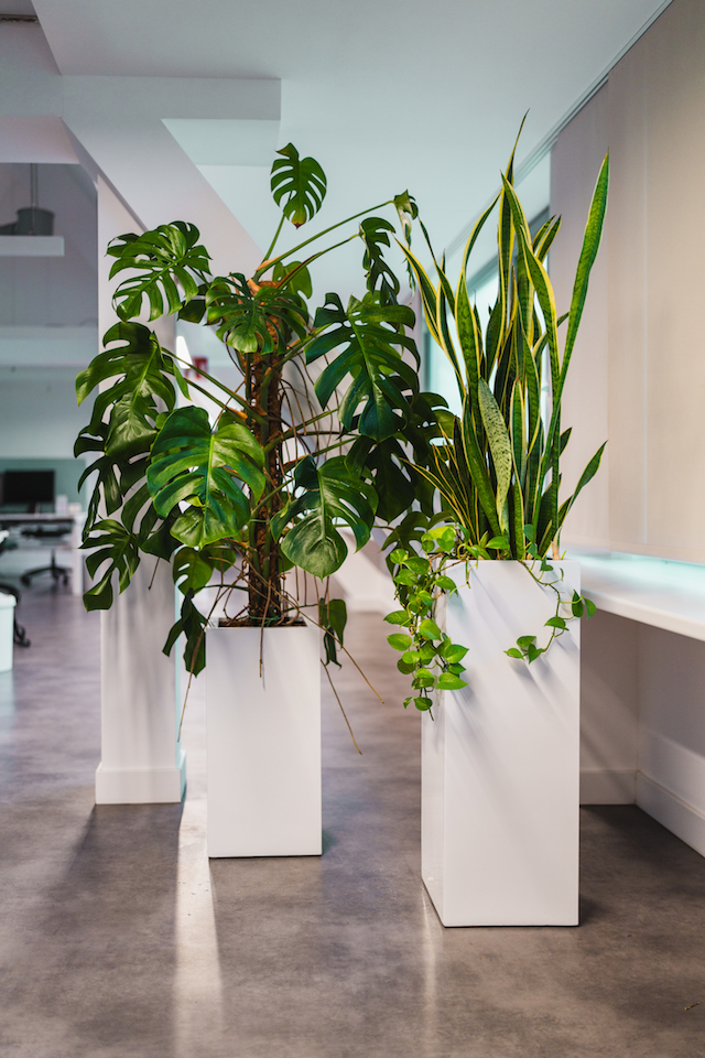 Bild "innenbegruenung_9.jpg"