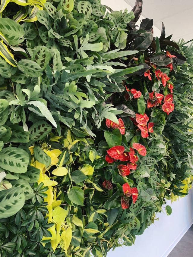 Bild "pflanzenwaende_3.JPG"