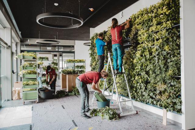 Bild "pflanzen-mooswaende_2.jpg"