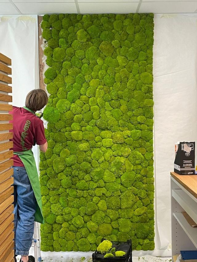 Bild "pflanzen-mooswaende_5.jpg"