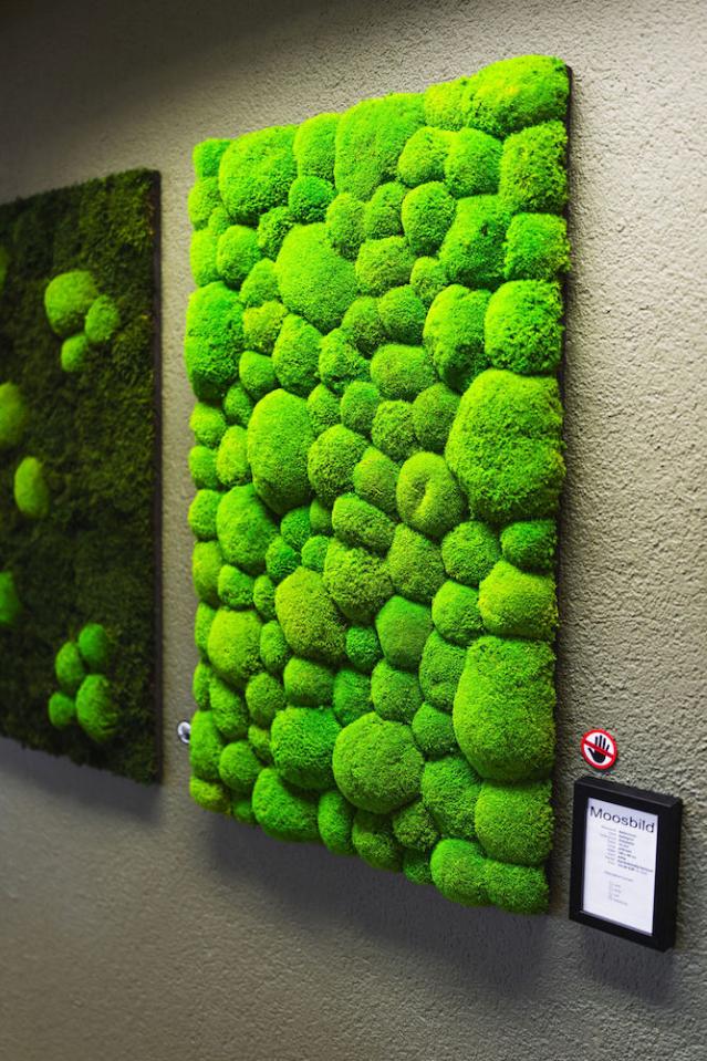 Bild "pflanzen-mooswaende_6.jpg"