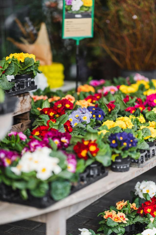 Bild "floristik2_2.jpg"