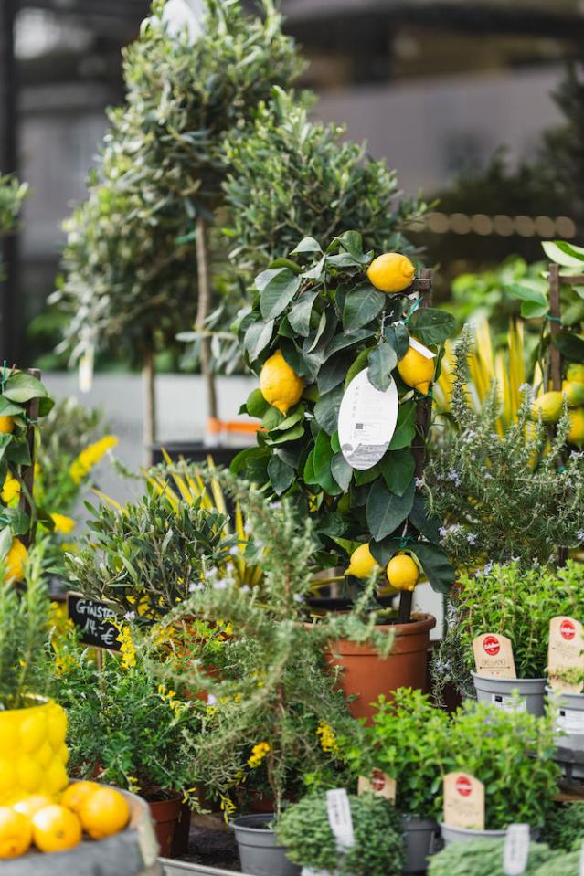 Bild "floristik_14.jpg"