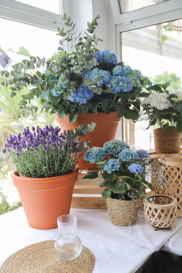 Bild "floristik_3.jpg"