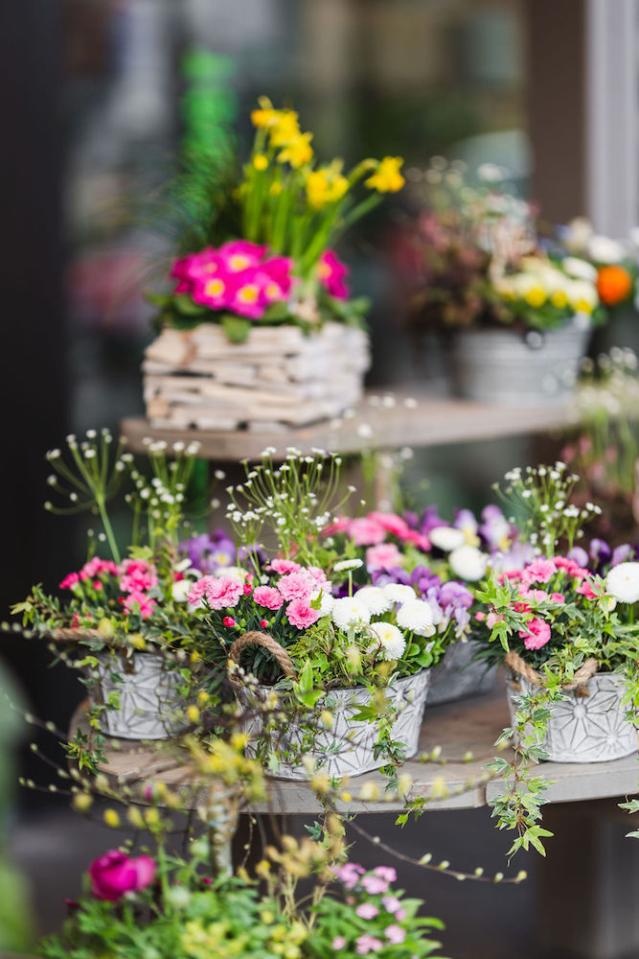 Bild "floristik_4.jpg"