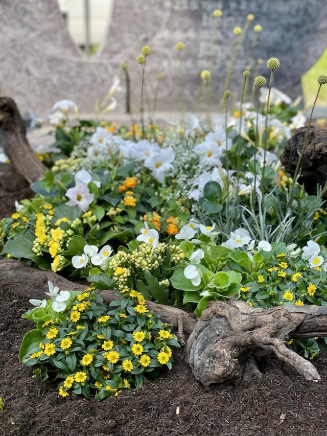 Bild "friedhof_1.jpg"