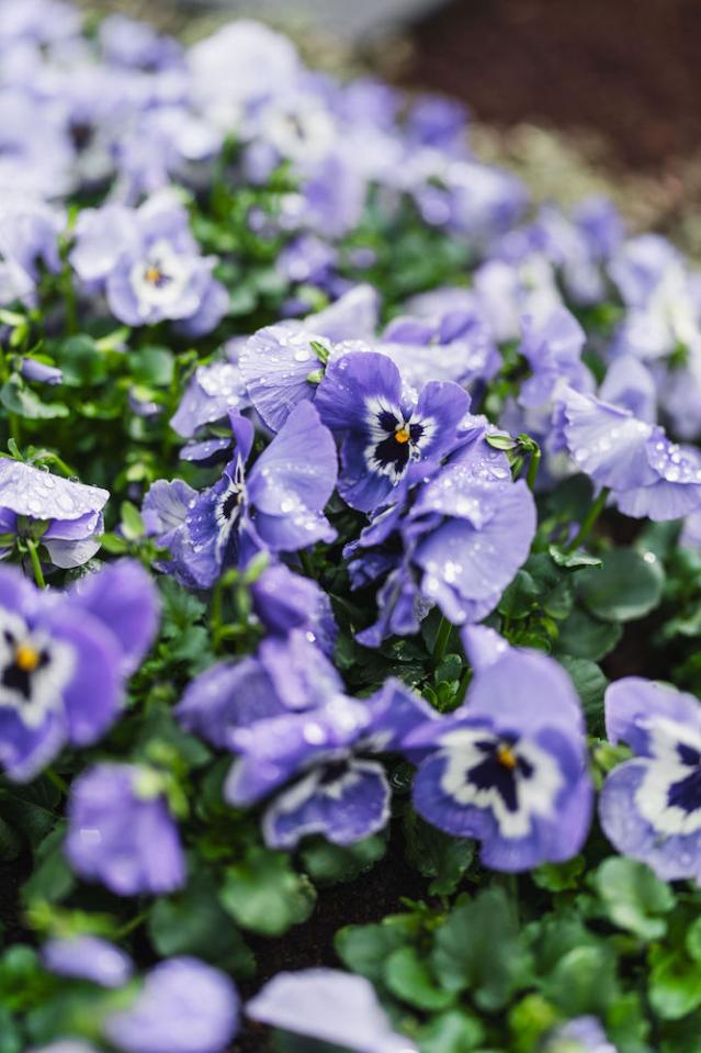 Bild "grabpflege_4.jpg"