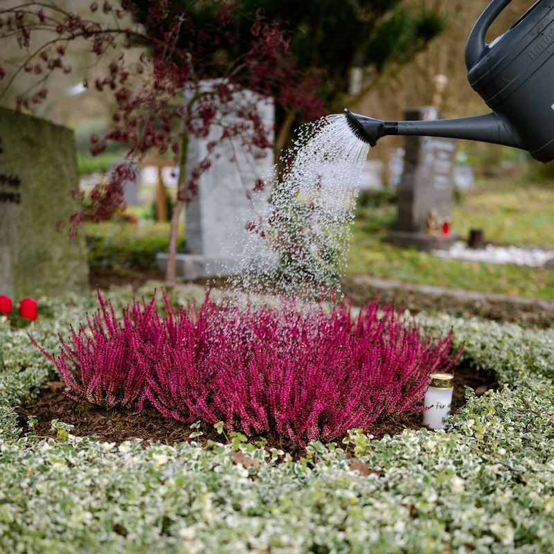 Bild "Friedhofsg&auml;rtnerei:giessservice.jpg"